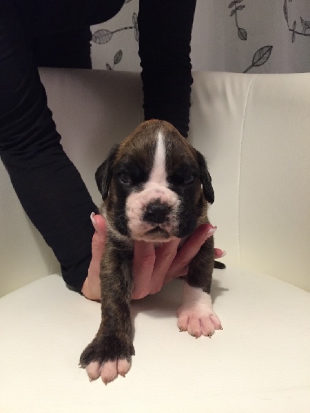 De La Marquise Bourbon - Chiots disponibles - Boxer